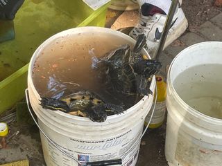 Le immagini della pulizia (Ph Giulia Frontino) Le immagini della pulizia (Ph Giulia Frontino)