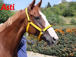 Merphefoto Merphefoto