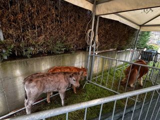 Immagini delle benedizioni a Viatosto e Valmanera