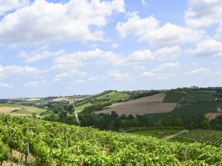 Le vigne di Cantina Sant'Agata