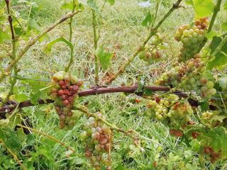 Uva moscato danneggiata dalla grandinata a Coazzolo