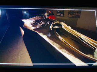 Un fermo immagine delle riprese effettuate al Museo Paleontologico cittadino