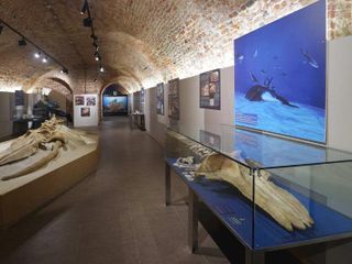 La Viglianottera, a sinistra, e Tersilla al Museo Paleontologico di Asti