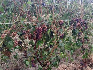 Grappoli di barbera distrutti dal maltempo