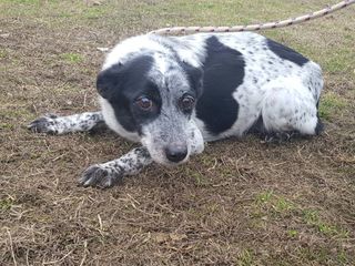 Perla