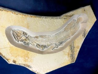 Fossile di Celacanto