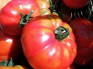 Pomodori Cerrato