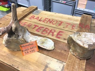 Vertebre di balenottera