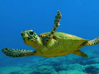 La caretta caretta