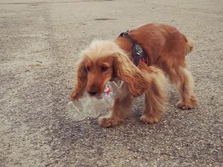 Anche gli animali partecipano