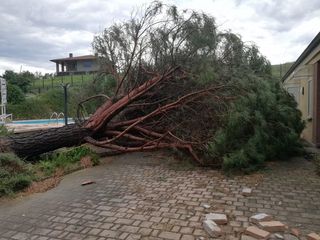 Alberi caduti a San Damiano Alberi caduti a San Damiano