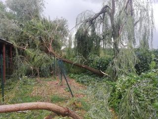 Un'auto colpita da un albero in via Trilussa