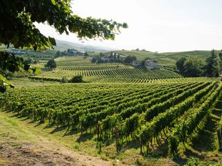 Vigna Terre Alfieri