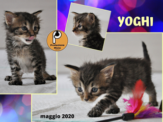 Yoghi protezione micio