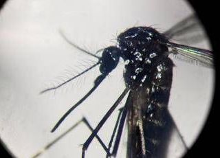Dengue, in Italia quasi 700 casi in 2024. Torna allarme zanzare, Bassetti: &quot;Momento di agire&quot;