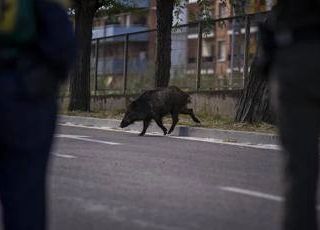 Isola d'Elba, cinghiale attraversa la strada all'improvviso: motociclista muore nello scontro