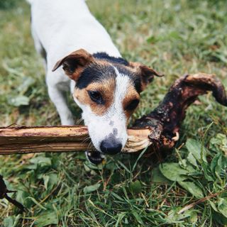 Qual è il migliore trattamento antiparassitario per i cani?