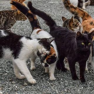 Finanziati 25 progetti per gatti randagi e colonie feline