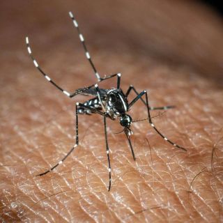 West Nile, Bassetti: "Non è finita, avremo casi fino a ottobre"