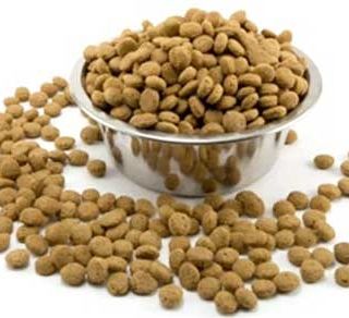 4 consigli per scegliere il migliore cibo per cani