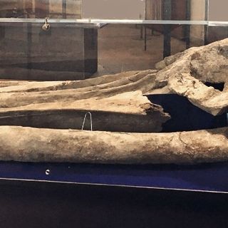 Il cranio della balena di Montafia nell'ex chiesa del Gesù di Asti
