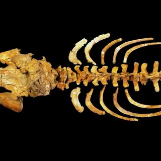 Lo scheletro del delfino di Bagnasco