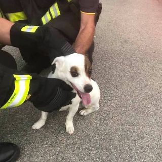 Si cerca il proprietario del cagnolino trovato in caserma dai Vigili del Fuoco
