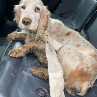 Cagnolina impaurita salvata da una pattuglia della Squadra Volante della Questura