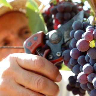 Vendemmia, l'allarme di Coldiretti: &quot;La mancata proroga dei permessi di soggiorno ai lavoratori stagionali extracomunitari già presenti in Italia la mette a rischio&quot;