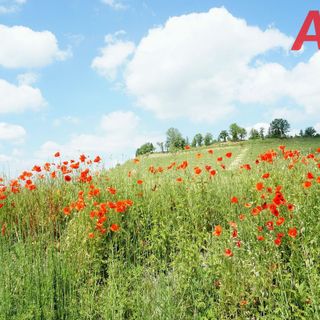 Foto di archivio di Merfephoto