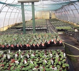 Il Decreto di contenimento del coronavirus non permette la vendita al dettaglio dei prodotti del settore vivaistico (FOTO)