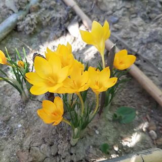 L'I.C. di Villanova aderisce al progetto Crocus, promosso dalla Fondazione irlandese per l’insegnamento sull’Olocausto