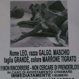 Asti: si cerca Leo, levriero scomparso ieri da corso Felice Cavallotti