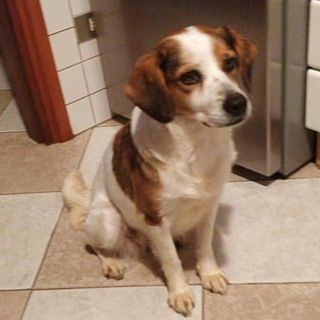 Ritrovata la dolce cagnolina Sally, grazie al passaparola. La piccola sta bene