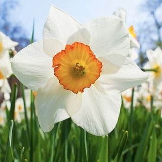 Narcisi al castello di Piea