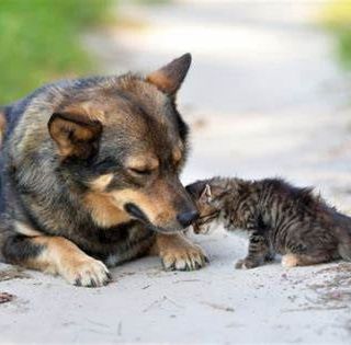 Approvate in Piemonte nuove disposizioni per la tutela degli animali: riconosciuta anche la pet therapy