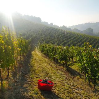 Le Terre di Aleramo si uniscono per un percorso enogastronomico d'eccellenza. Stasera la presentazione a Calliano