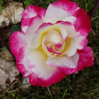 Al via la terza edizione di &quot;Rosso di rose&quot; a Viarigi con conferenze, eventi e il filo conduttore &quot;Rosso Monferrato&quot;