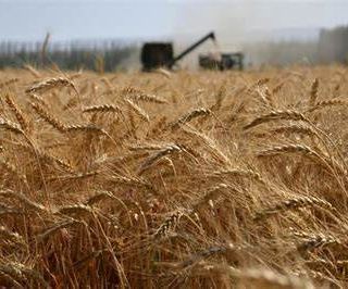 L'invasione di cereali russi mette a rischio il comparto agricolo italiano: le considerazioni di Coldiretti Asti
