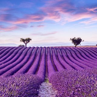 Il mare di lavanda della Haute Provence