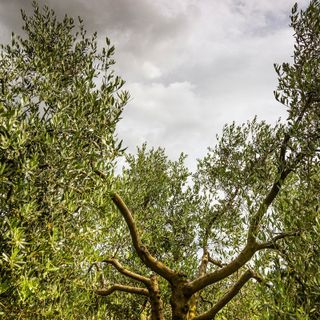 Primo posto per questo scatto di Lorenzo Passani