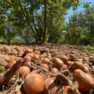 Coldiretti: &quot;I cambiamenti climatici mettono a rischio la produzione delle nocciole&quot;