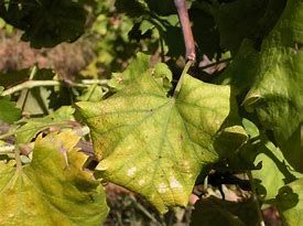 Flavescenza dorata: al via il monitoraggio  in vigna dell’insetto vettore. Serve segnalare situazioni di criticità