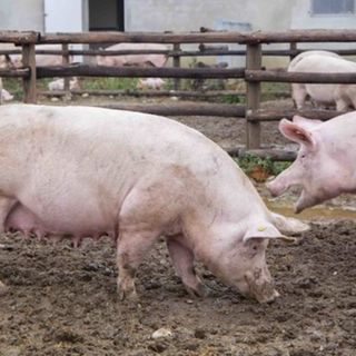 Fdi: peste suina africana, via libera alla caccia al cinghiale in Zona 1