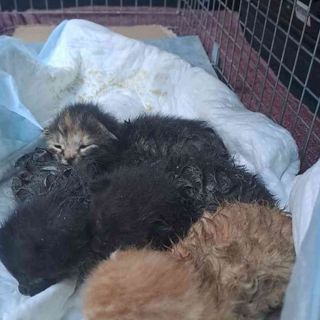 Tutti salvi i gattini bloccati in un canale di scolo a Rocca d'Arazzo