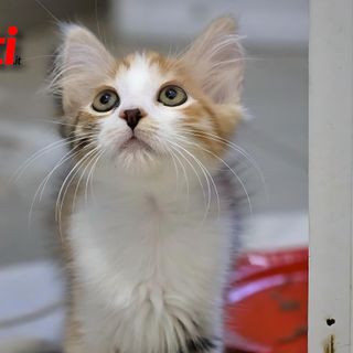 Un gatto ospite del canile municipale di Asti (Merphefoto)