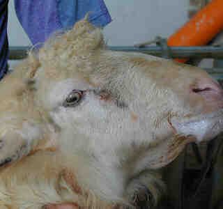 Blue tongue, dalla Spagna 40mila dosi di vaccino al Piemonte