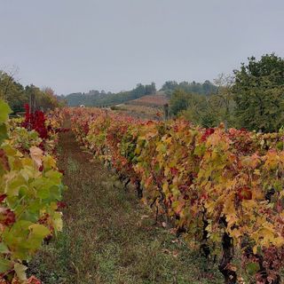 Un mare verde nel cuore del Piemonte: la riserva naturale della Val Sarmassa
