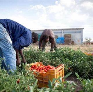 Inclusione di migranti e protezione del lavoro in agricoltura: la Prefettura di Asti coordina un nuovo tavolo