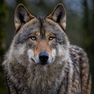 Il lupo nel Monferrato: tra miti, leggende e realtà scientifica